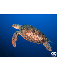 گونه لاکپشت پوزه عقابی Hawksbill Turtle